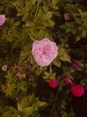 pink rose of green leaves