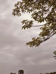 trees in the fog