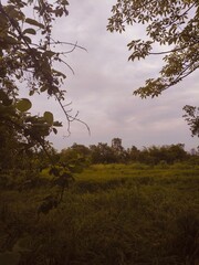 trees in the forest
