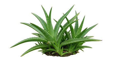 Fototapeta premium Lush Aloe Vera Cluster: A Vibrant Botanical Illustration