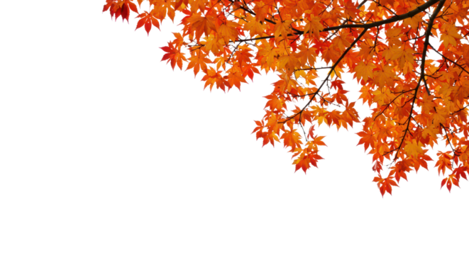 Corner branch of autumn maple leaves, isolated background