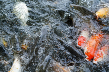 A lot of fish are competing for food. fish eating food.