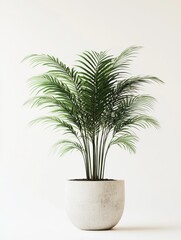 Fototapeta premium Areca Palm in Pot Still Life Minimalist Style Indoor Plant Home Decor Tropical Plant Interior Design