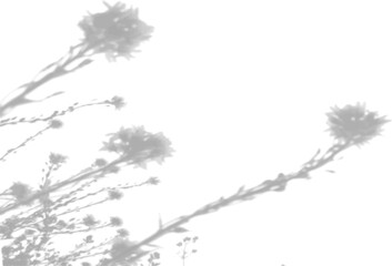The shadow of a thistle bush on a white wall. A black and white image to overlay on a photo or mockup