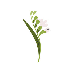 Floral branch, freesia bloom. Delicate wildflower, spring stem with gentle petals and leaf, field plant. Meadow blossom. Botanical flat graphic vector illustration isolated on white background