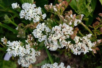 White petals of garden flowers in summer