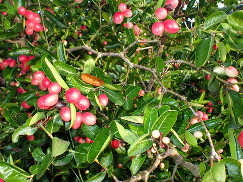 Carissa carandas. Mango yawn lime or bengal currant, christ's thorn or carunda or karonda thailand fruit, Carissa carandas,Selective focused bengal currants, harvest agriculture,Organic