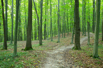 Path in green summer forest