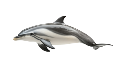 Dolphin on transparent or white background