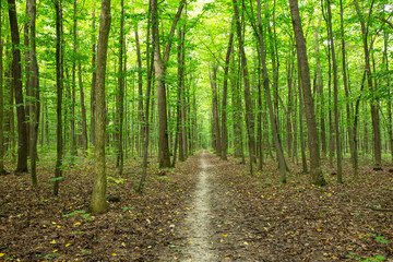 Obraz premium Path in green summer forest