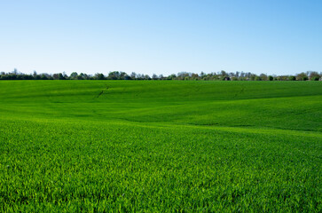 green field and blue sky