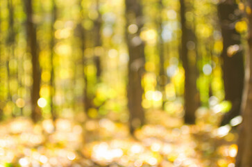 Autumn golden forest, blured background.