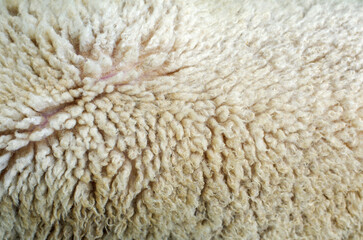 Close up of texture of warm fur of sheep wool skin