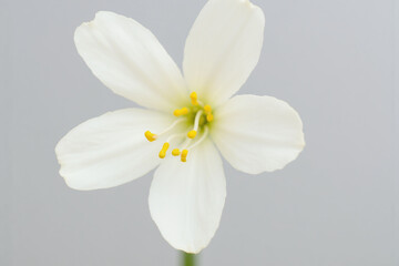 Obraz premium close up of a white flower on a branch