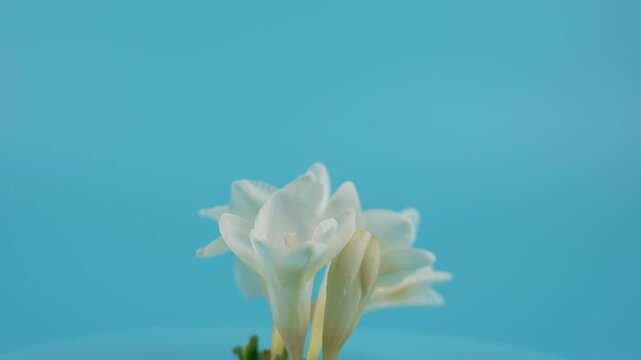 A delicate white blossom rotates against a blue background. The movement has a calming and harmonious effect.