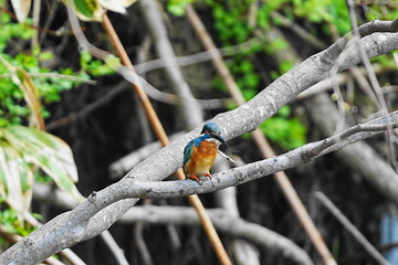 枝にとまるカワセミ