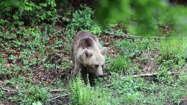 Oso moviendose en camara lenta
