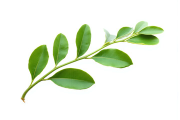 branch with green leaves on a white background