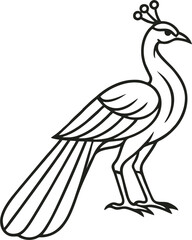 tattoo-style peacock vector design with clean lines