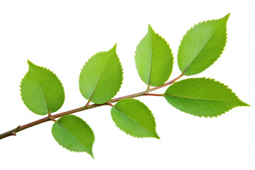 Fototapeta premium branch of ivy on a white background