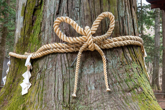 Close up of a Shimenawa braided rope tied around a large tree in Japan to indicate their sacredness and the presence of a kami (deity) within them