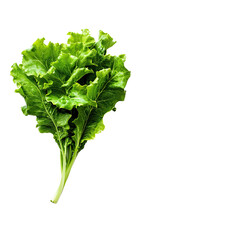 Vibrant green leafy vegetable