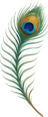 Obraz premium natural peacock feather in side profile with gradient suggestion