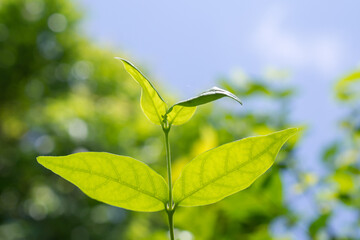 Natural plant green leaf in garden with bokeh background
