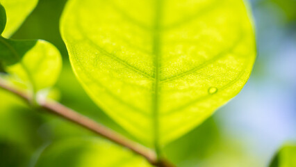 Natural plant green leaf in garden with bokeh background
