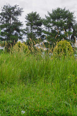 rice field in indonesia