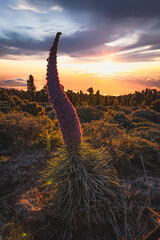 Atardecer entre tajinastes en la isla de la Palma