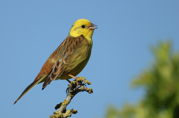 A singing male Yellowhammer, Emberiza citrinella, perching on top of a tree in springtime.