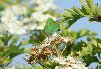 A Green Hairstreak Butterfly,  Callophrys rubi, resting on the blossom of a Hawthorn Tree in springtime.
