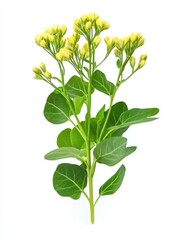 Obraz premium Isolated bok choy flowering plant on white background studio shot close up of yellow blooms and green leaves