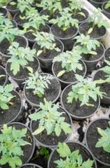 Organic seedlings grown in tray, selective focus.