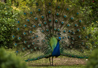 Obraz premium Peacock displaying colorful plumage