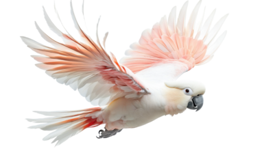 Red crested cockatoo on transparent or white background