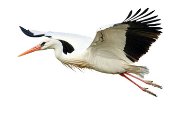 White stork in flight on transparent or white background