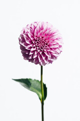 ダリア　Dahlia