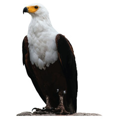 A Eagle Illustration, Salhouette, Vector Image