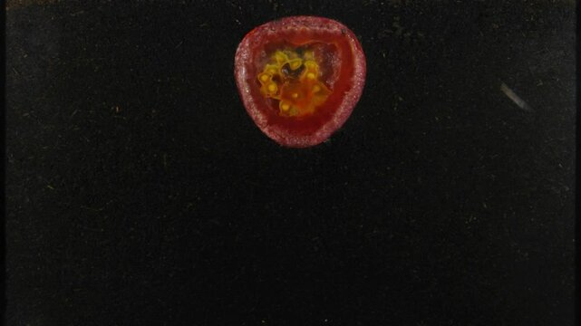 Time lapse of tomato slice decomposing in a rhizobox