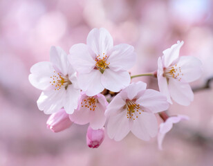 Cherry blossoms full bloom display delicate pink petals and vibrant yellow stamens, creating serene and enchanting atmosphere. soft focus background enhances their beauty, evoking sense
