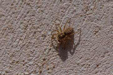 Macro shot of a jumping spider on a concrete wall in Cyprus. Detailed view of this curious predator with textured surface in a Mediterranean setting.