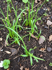 Untended Garden Bed: Weeds invade the packed soil, with decaying leaves and scattered trash, painting a picture of prolonged neglect and carelessness.