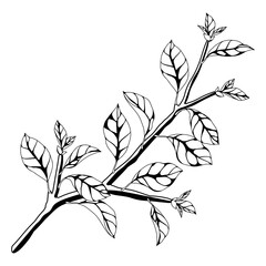 Illustration of branch with leaves. Spring or summer stylized foliage.