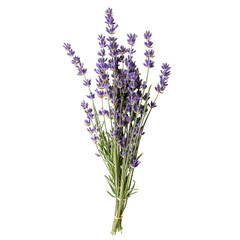 Obraz premium A bunch of fresh lavender