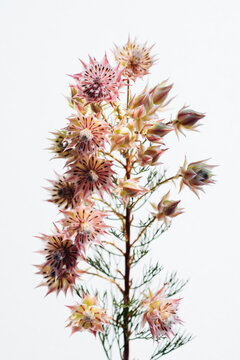 セルリアSerruria florida