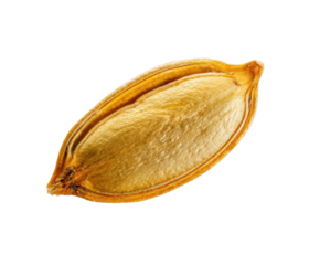 Perfectly shaped pumpkin seed for healthy snacks and cooking ideas on a transparent background, cut out