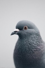 lone urban pigeon perched against isolated white backdrop offers exquisite minimalistic aesthetic