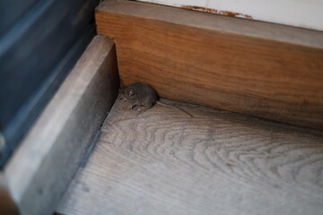 Indoor scene with a small mouse subtly visible in the corner of the image. The animal appears frozen in a moment, adding a sense of surprise. Ideal for themes like wildlife, rodents, unexpected moment